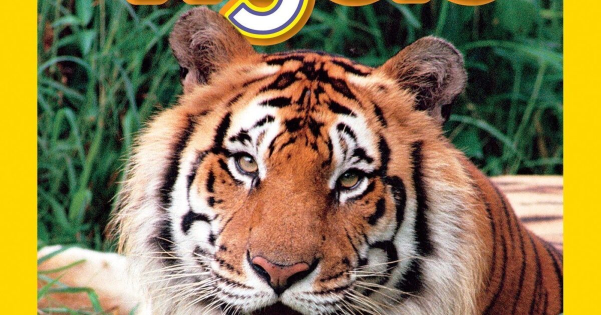 Tigers Kids Read Now Kids Read Now