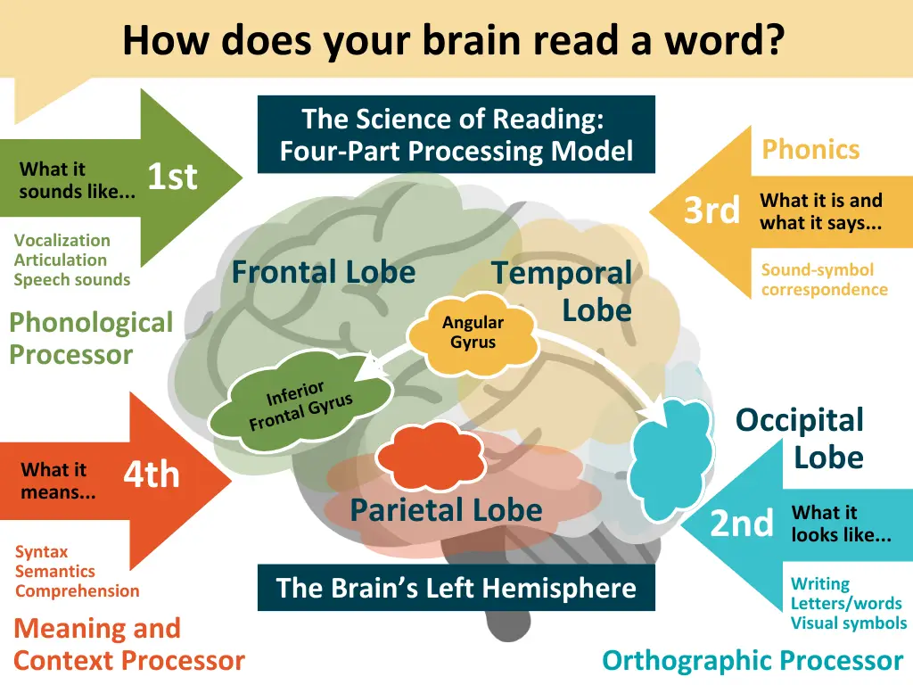 How your brain reads a word - Kids Read Now